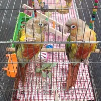 طوطی گرینچیک آناناسی