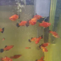 پلاتی دم مشکی زیر قیمت بازار