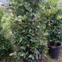 فروش گل وگیاه بیرونی|گل و گیاه طبیعی|چابکسر, |دیوار