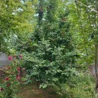 فروش باغچه یا تهاتر ملک در قم