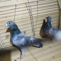 پلاکی|پرنده|سامان, |دیوار