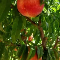 نهال گردو بادام هلو سیب آلو زردآلو آلبالو گیلاس|خدمات باغبانی و درختکاری|دورود, |دیوار