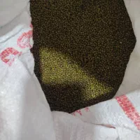 فروش ماش ارتشی پزا