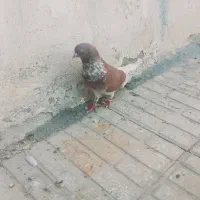 کبوتر|پرنده|بندرعباس, |دیوار