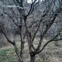 فروش زمین محصور|فروش زمین و ملک کلنگی|آستارا, |دیوار