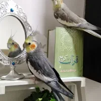 عروس هلندی نر و ماده