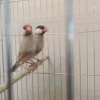 جفت نرگسی شکلاتی