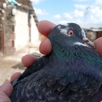 فروش کبوتر نر ماده|پرنده|ساری, |دیوار