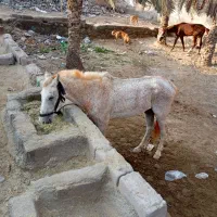 حیوانات|اسب و تجهیزات اسب‌سواری|بندرعباس, |دیوار