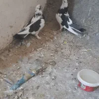 کفتر گرفتنی|پرنده|قم, باغ شازده|دیوار