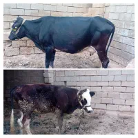 فروش گاو و گوساله