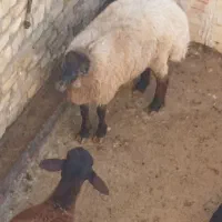 برده‌ماده‌آبستن|حیوانات مزرعه|بجنورد, |دیوار