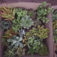 گل و ساکولنت، کاکتوس ، هدیه ،روز دختر ،دانش آموز|گل و گیاه طبیعی|مشهد, رسالت|دیوار