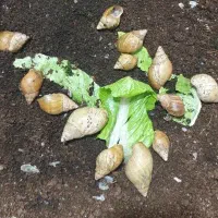 حلزون طبی آچاتینا|خزنده|اردبیل, |دیوار