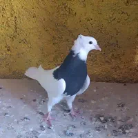 طوقی مهر مهر کاکلی