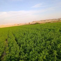 ۵تن یونجه پرس خورده