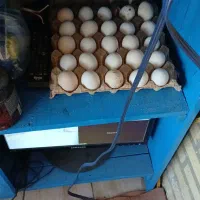 تخم مرغ گلین