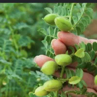 فروش نخود به صورت عمده