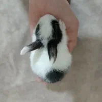 6 بچه خرگوش و 2 بالق نر و ماده