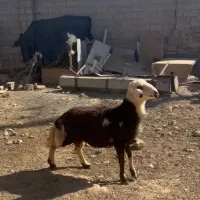 شیشک قوچ پلنگی
