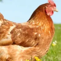 کارگرجهت کاردرمرغداری