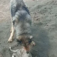 سگ ۱۰ماهه سرابی قدیم