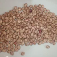 لوبیا چیتی