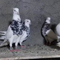 طوقی هفت رنگ عتیغه|پرنده|هامون, |دیوار