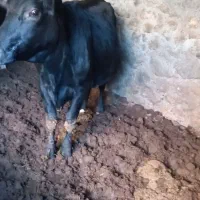 فروش گاو داشتی