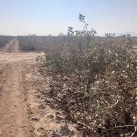 اب زمین پسته