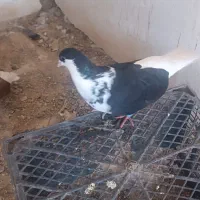 کبوتر بوم