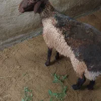 قوچ گله مهربان