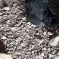 مرغ محلی تخم گذار