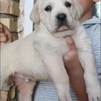 سگ الابای نژاد روس|سگ|اصفهان, نقش جهان|دیوار