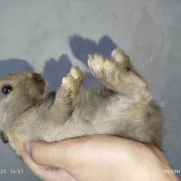 واگذاری خرگوش