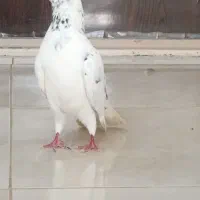 نر کله سبز،گرفته ی امروز،به شرط پرش،یه تومن