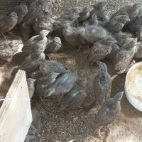 کبوتر پرنده زینتی مرغ جوجه بوغلمون|پرنده|اندیکا, |دیوار