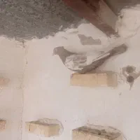 کبوتر رنگی دورگ|پرنده|خرمشهر, |دیوار