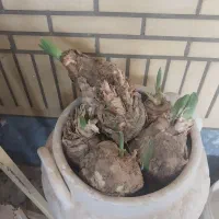 فروش پیاز گل لاله