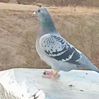 یک عدد کبوتر نر مسافتی