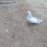 فروش انواع‌ کفتر باشلی و کوینلی|پرنده|آذرشهر, |دیوار