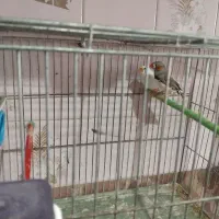 یک جفت فنچ|پرنده|مشگین شهر, |دیوار