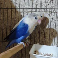 طوطی برزیلی مولد