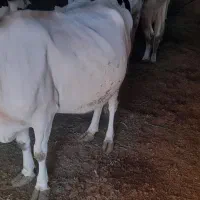 گاو شیری سالم وسرحال|حیوانات مزرعه|خواجه, |دیوار