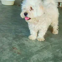 شیتزو مالتیز