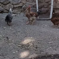 خروس جوان|حیوانات مزرعه|ضیاء آباد, |دیوار