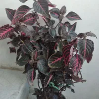 گل وگیاه طبیعی