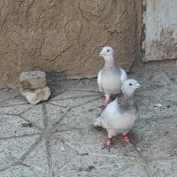 جفتگاهی سالم|پرنده|نیشابور, خیام|دیوار