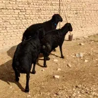 سلام|حیوانات مزرعه|لیلان, |دیوار