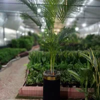 نخل اریکا در گلوریا|گل و گیاه طبیعی|قم, پردیسان|دیوار